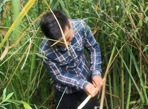 怀孕可以吃蒿瓜,蒿瓜助力母婴健康