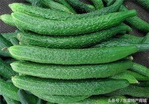 黄瓜农药爆料视频大全下载,视频大全深度解析