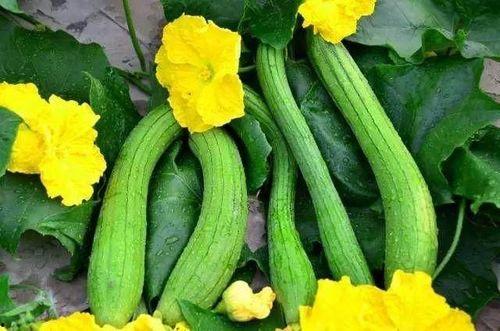 吃三瓜是哪三种瓜,西瓜、黄瓜、冬瓜，清凉一夏尽享美味